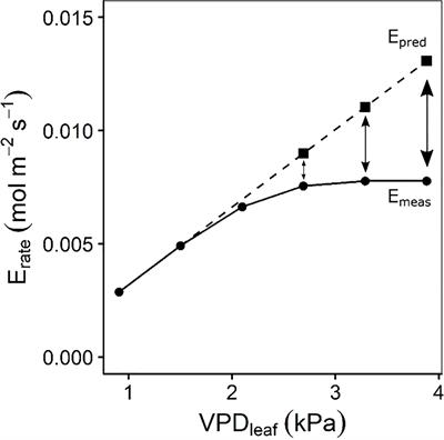 Unravelling the diversity in water usage among wild banana species in response to vapour pressure deficit